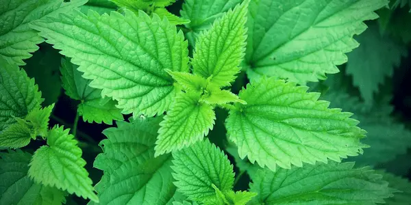 تصویر 1 از بهترین گیاه دارویی خزنه + قیمت خرید عالی